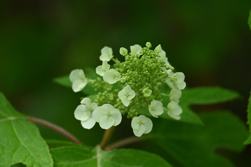 2025-06138945 Tower Hill Botanic Garden, MA.JPG - Oak Leaf Hydrangea. New England Botanic Garden at Tower Hill, MA, 6-13-2025